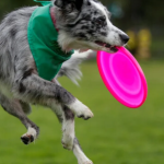 Esto es lo que se conoce de la nueva reproducción asistida en animales domésticos