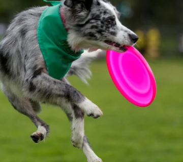 Esto es lo que se conoce de la nueva reproducción asistida en animales domésticos